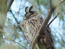 Page 24 of Noraneko Shoujo to no Kurashikata Ch. 3