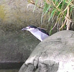 Page 21 of Sanchoume no Tama | Tama from Third Street 3