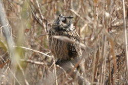 Page 70 of Noraneko Shoujo to no Kurashikata Ch. 4-9