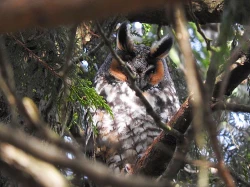 Page 17 of Tokimeki Sabbath | Throbbing Sabbath