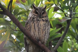 Page 44 of Noraneko Shoujo to no Kurashikata Ch. 4-11