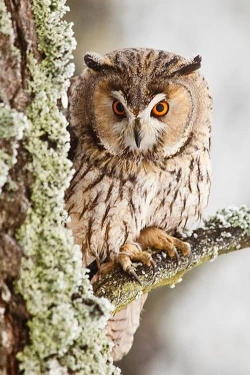 Page 47 of Amayadori no Hito | 避雨者