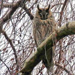 Page 207 of Noraneko Shoujo to no Kurashikata Ch. 4-12