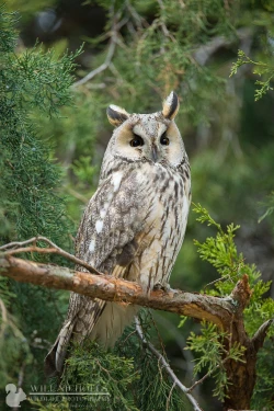 Page 38 of Saint Foire Festival/eve Evelyn