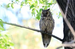 Page 18 of Noraneko Shoujo to no Kurashikata Ch. 4-13