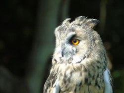 Page 263 of Noraneko Shoujo to no Kurashikata Ch. 4-13