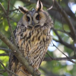 Page 237 of Noraneko Shoujo to no Kurashikata Ch. 4-14