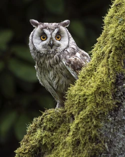 Page 29 of Yoru no Omoi | 夜懷