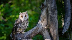 Page 16 of Boku no Aikurushii Imouto. 3