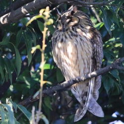 Page 122 of Noraneko Shoujo to no Kurashikata Ch. 4-16