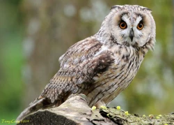 Page 316 of Noraneko Shoujo to no Kurashikata Ch. 4-16