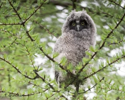 Page 336 of Noraneko Shoujo to no Kurashikata Ch. 4-16