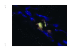 Page 33 of Codex Libido : Mundus