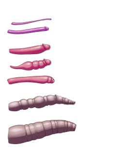 Page 66 of Shokushu ni Yoru Futanari Onna Kenshi no Penis Jijou