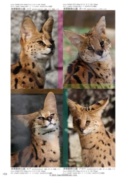 Page 155 of may Kemono Friends Thre Goudoushi