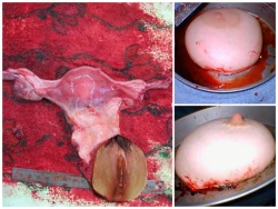 Page 50 of 心华去势日记