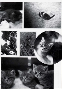 Page 166 of Usotuki?