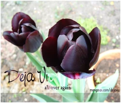 Page 20 of Love Song