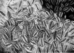 Page 48 of Berry Very Strawberry